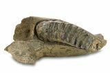 Southern Mammoth Partial Mandible with M Molar - Hungary #295857-7